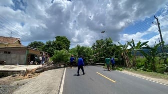 Pohon Tumbang Tutup Jalinsum Lampung Selatan, Damkar & Warga Berjibaku Evakuasi