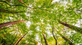 7 Jenis Pohon Aman untuk Ditanam di Halaman Rumah