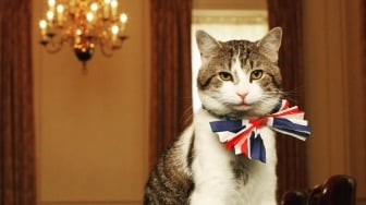 5 Fakta Menarik Larry The Cat, Kucing yang Ditemui Prabowo di Kantor PM Inggris