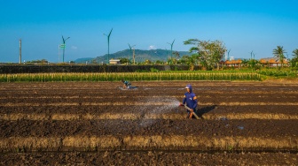 BRI Kucurkan Rp199 Triliun untuk Dukung Sektor Pertanian,Komitmen Nyata untuk Para Petani