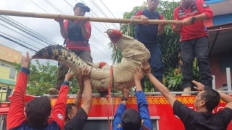 Damkar Kota Jogja Evakuasi Buaya Sepanjang 3 Meter, Diduga Peliharaan Warga yang Lepas