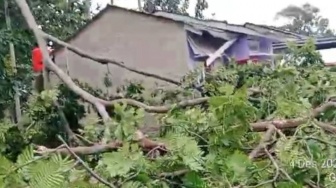 7 Pohon Tumbang di Bandar Lampung, Satu Rumah Rusak