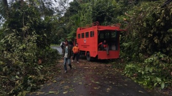 4 Pohon Tumbang Sempat Tutup Akses Jalan Liwa-Krui