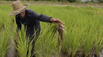 Kementan Tegaskan Alokasi Pupuk dalam e-RDKK Tidak Bisa Diperjualbelikan