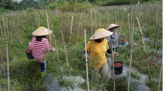 Mimpi Petani Muda Jogja: Lestarinya Pertanian Organik dan Berkelanjutan