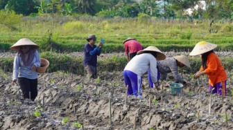 Tantangan Regenerasi Petani: Komunitas Petani Muda Jogja Beraksi