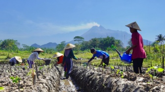 Komunitas Petani Muda Jogja: Bangun Ketahanan Pangan dari Pekarangan Rumah