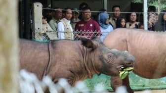 Harapan Baru Konservasi: 5 Badak Sumatera Lahir di Suaka Rhino Sumatera