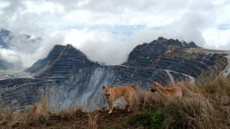 New Guinea Singing Dog Jadi Salah Satu Indikator Keberhasilan Ekologi di Grasberg PT Freeport Indonesia