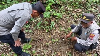 Heboh! Jejak Harimau Sumatera Ditemukan di Dekat RSUD M Tohir Pesisir Barat