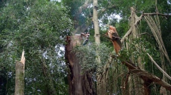 Keluarga Kim Hyeon Korban Pohon Tumbang di Monkey Forest Minta Jenazah Dikremasi di Bali