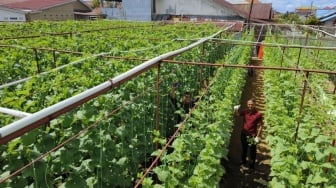 Raup Rp120 Juta, Tarmudji Sukses Budidaya Melon Premium Hidroponik di Pekarangan Rumah Pontianak