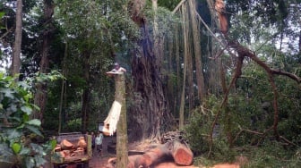 Dua Pengunjungnya Tertimpa Pohon Hingga Tewas, Monkey Forest Fokus Pada Korban