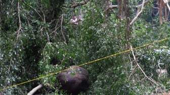 Seorang pekerja memotong pohon menggunakan gergaji mesin di dekat garis polisi pascapohon tumbang yang menimpa sejumlah wisatawan di area objek wisata Monkey Forest, Ubud, Gianyar, Bali, Rabu (11/12/2024). [ANTARA FOTO/Nyoman Hendra Wibowo/rwa]