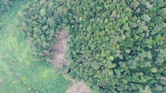 Peneliti BRIN: Alih Fungsi Hutan Jadi Kebun Sawit Mempercepat Perubahan Iklim
