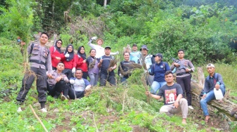 1,5 Hektare Ladang Ganja Ditemukan di Madina Sumut, Pemiliknya Diburu