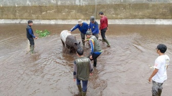 Detik-detik Tapir Langka Dievakuasi dari Kolam di Pasaman Barat, Terpaksa Dibius!