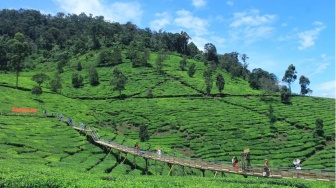 Wisata Bukit Jamur Ciwidey, Spot Healing dengan Nuansa Pedesaan yang Sejuk