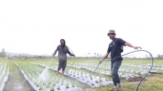 Memupuk Harapan Baru di Tanah Humbang Hasundutan: Sebuah Cerita Petani dari Program Lumbung Pangan