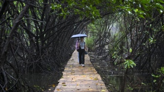 Serap 8 Ton Karbon/Tahun, PTPP Tanam 1.000 Mangrove di Semarang