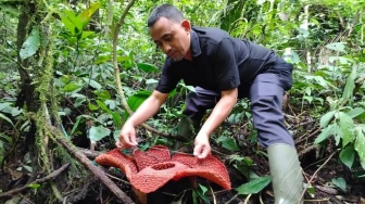 5 Bunga Rafflesia Tuan Mudae Mekar di Cagar Alam Maninjau Sepanjang 2024