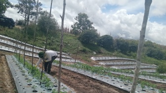 Tingkatkan Pendapatan dan Ekonomi Lokal, Petani di Humbang Hasundutan Budidayakan Bawang Merah dari Biji