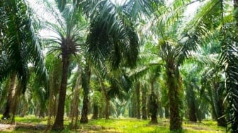 Subuh-Subuh Curi Sawit, Pria Asal Sungai Kakap Diamankan Polsek Teluk Pakedai