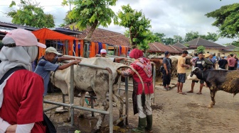 Kasus Ternak Sapi di Gunungkidul Mati Diduga Akibat PMK Terus Bertambah, Warga Minta Ganti Rugi