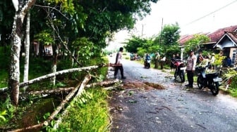 Pohon Tumbang Timpa Satu Keluarga di Way Kanan, Sang Nenek Tewas