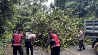 Hujan & Angin Kencang, Pohon Tumbang Tutup Jalan Lintas Barat TNBBS Pesisir Barat