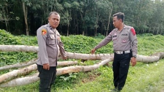 Ibu dan Anak Tertimpa Pohon Tumbang di Simalungun, 1 Tewas