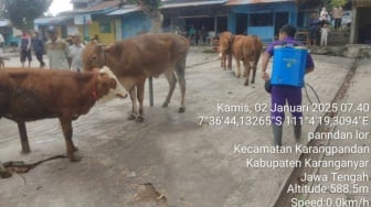 Viral! PMK Bikin Sapi Sakit, Vaksinasi Jadi Tren Terbaru di Karanganyar