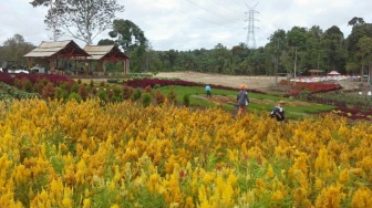 Merangin Garden, Menyaksikan Indahnya Hamparan Taman Bunga Warna-warni