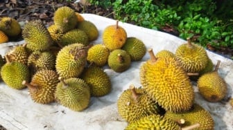 Musim Panen Tiba, Berburu Durian Legit di Desa Selat Batanghari Jambi