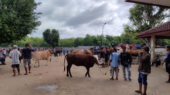 Peternak Sapi di Gunungkidul Terpuruk Gegara Wabah PMK, Harga dan Permintaan Anjlok