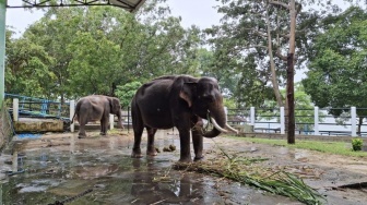 Viral Video Gajah Dirantai, Ini Penjelasan Disporapar Wonogiri