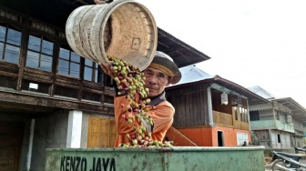 Lampung Genjot Produktivitas, Siap Wujudkan Swasembada Kopi