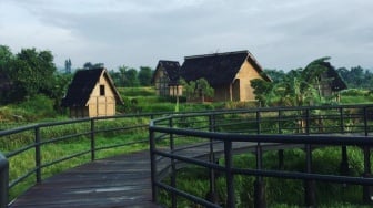 Kampung Budaya Padi Pandan Wangi, Sensasi Berlibur di Pedesaan Cianjur