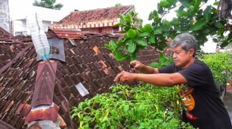 Tanam Cabe di Atas Atap Rumah, Warga Danurejan Bisa Raup Untung hingga Rp300 Ribu