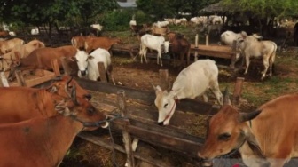 Waspada Antraks Menyebar, Sleman Perketat Lalu Lintas Ternak dari Gunungkidul