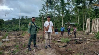 Sirine Dikerahkan! Upaya Mengusir Harimau Sumatera dari Pemukiman Warga di Pesisir Barat