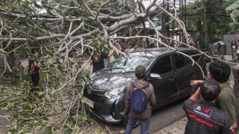 Pemprov DKI Pangkas Lebih 80.000 Pohon pada 2024 untuk Antisipasi Tumbang