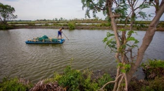 Warga memasang bubu perangkap udang di area lahan tambak yang terbengkalai di desa Pabean udik, Indramayu, Jawa Barat, Jumat (10/1/2025). [ANTARA FOTO/Dedhez Anggara/foc]