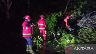 Akses Gunung Geger Tutup Total! Pohon Raksasa Tumbang di Pagak Malang