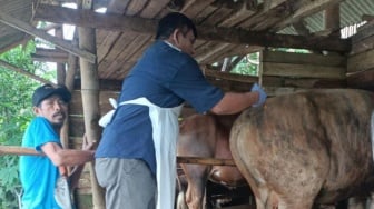 Diskannak Garut: 160 Ekor Sapi Terjangkit PMK, Dua Mati