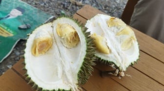 Sensasi Lezat Durian Kumpeh Jambi: Petualangan Rasa yang Tak Terlupakan