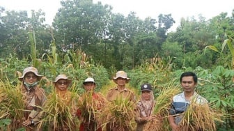 Sawah Tadah Hujan Wilayah Selatan Gunungkidul Mulai Panen, Hasil Lebih Baik dari Tahun Lalu