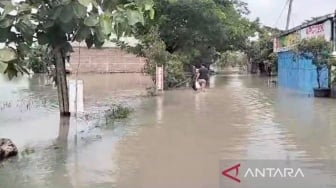 Sawah Jadi Kolam Renang Raksasa! Banjir Sragen Bikin Petani Shock