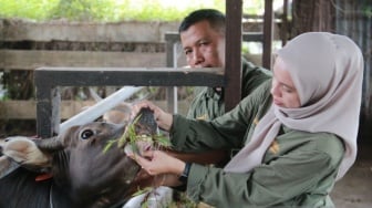 Waspada Virus PMK, Pemprov Sumbar Perketat Lalu Lintas Ternak dari Luar Provinsi