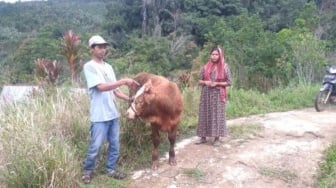 Kepala Sapi Warga Agam Luka-Luka, Diduga Diserang Harimau Sumatera!